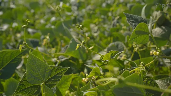 PESQUISA COM FEIJÃO - MATO GROSSO LANÇARÁ EM BREVE NOVA CULTIVAR